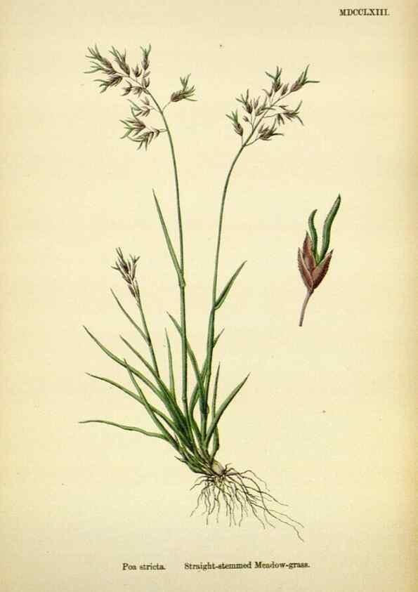 Reproducción/Reproduction 48750094133: English botany, or, Coloured figures of British plants /. London :R. Hardwicke,1863-1886.. 
