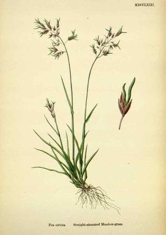 Reproducción/Reproduction 48750094133: English botany, or, Coloured figures of British plants /. London :R. Hardwicke,1863-1886.. 