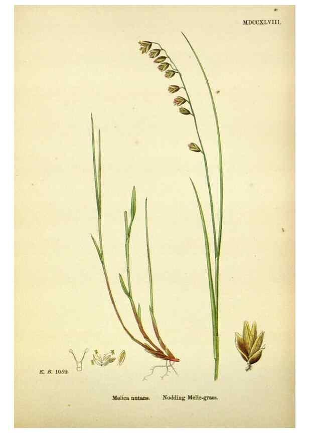 Reproducción/Reproduction 48750089543: English botany, or, Coloured figures of British plants /. London :R. Hardwicke,1863-1886.. 