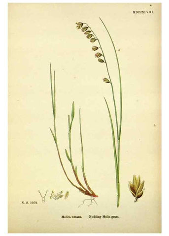 Reproducción/Reproduction 48750089543: English botany, or, Coloured figures of British plants /. London :R. Hardwicke,1863-1886.. 
