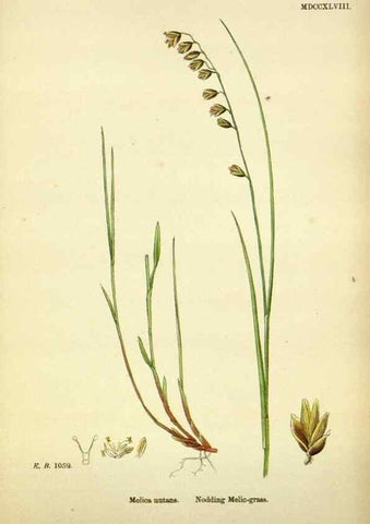 Reproducción/Reproduction 48750089543: English botany, or, Coloured figures of British plants /. London :R. Hardwicke,1863-1886.. 