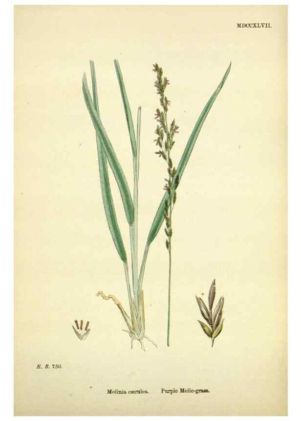 Reproducción/Reproduction 48750416811: English botany, or, Coloured figures of British plants /. London :R. Hardwicke,1863-1886.. 