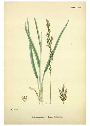 Reproducción/Reproduction 48750416811: English botany, or, Coloured figures of British plants /. London :R. Hardwicke,1863-1886.. 