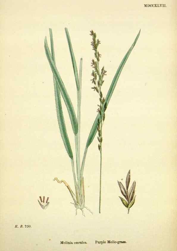 Reproducción/Reproduction 48750416811: English botany, or, Coloured figures of British plants /. London :R. Hardwicke,1863-1886.. 