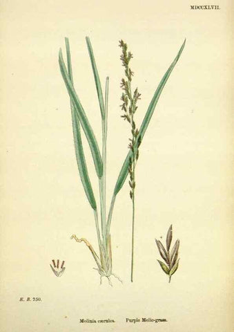 Reproducción/Reproduction 48750416811: English botany, or, Coloured figures of British plants /. London :R. Hardwicke,1863-1886.. 