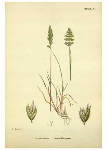 Reproducción/Reproduction 48750604787: English botany, or, Coloured figures of British plants /. London :R. Hardwicke,1863-1886.. 