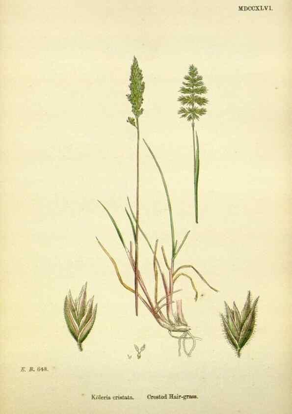 Reproducción/Reproduction 48750604787: English botany, or, Coloured figures of British plants /. London :R. Hardwicke,1863-1886.. 
