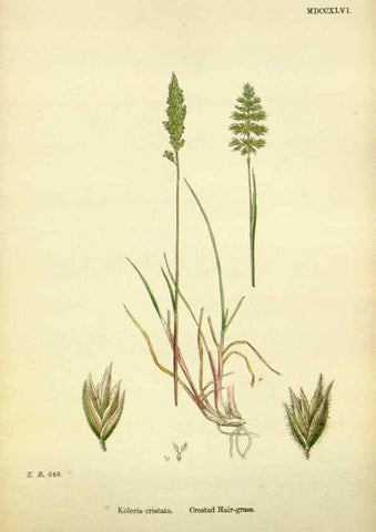 Reproducción/Reproduction 48750604787: English botany, or, Coloured figures of British plants /. London :R. Hardwicke,1863-1886.. 