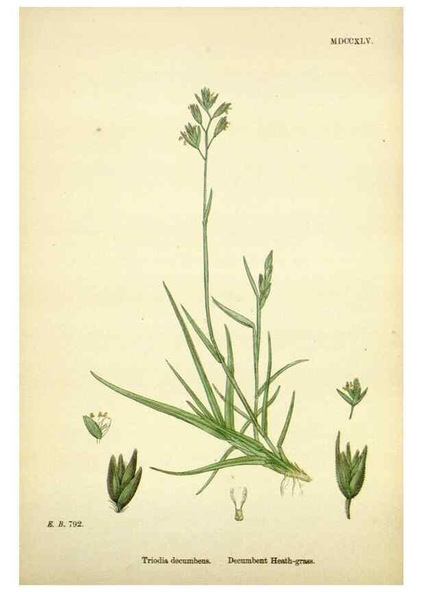 Reproducción/Reproduction 48750416176: English botany, or, Coloured figures of British plants /. London :R. Hardwicke,1863-1886.. 