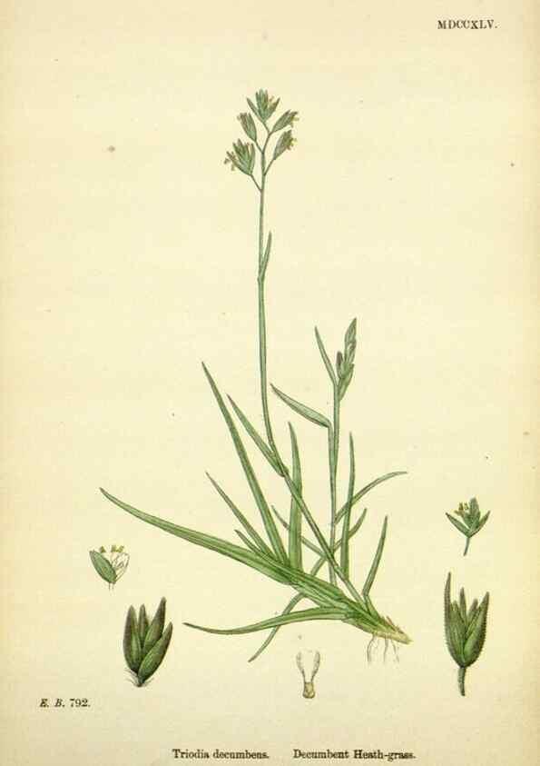 Reproducción/Reproduction 48750416176: English botany, or, Coloured figures of British plants /. London :R. Hardwicke,1863-1886.. 