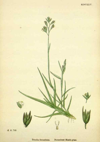 Reproducción/Reproduction 48750416176: English botany, or, Coloured figures of British plants /. London :R. Hardwicke,1863-1886.. 