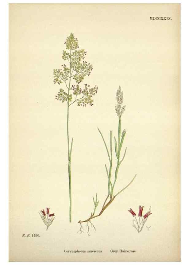 Reproducción/Reproduction 48750598552: English botany, or, Coloured figures of British plants /. London :R. Hardwicke,1863-1886.. 
