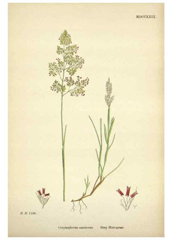 Reproducción/Reproduction 48750598552: English botany, or, Coloured figures of British plants /. London :R. Hardwicke,1863-1886.. 