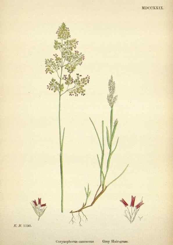 Reproducción/Reproduction 48750598552: English botany, or, Coloured figures of British plants /. London :R. Hardwicke,1863-1886.. 