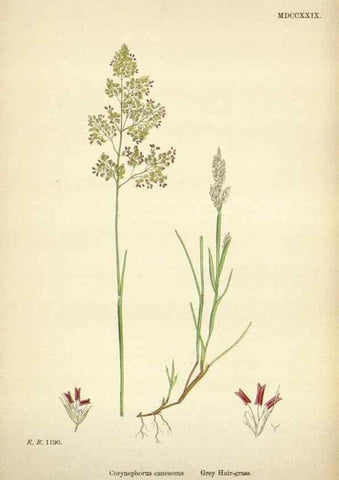 Reproducción/Reproduction 48750598552: English botany, or, Coloured figures of British plants /. London :R. Hardwicke,1863-1886.. 