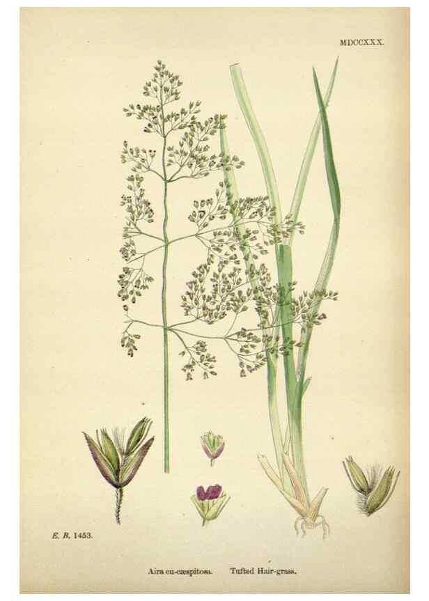 Reproducción/Reproduction 48750083208: English botany, or, Coloured figures of British plants /. London :R. Hardwicke,1863-1886.. 