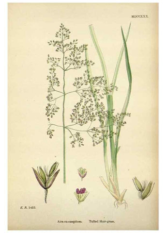 Reproducción/Reproduction 48750083208: English botany, or, Coloured figures of British plants /. London :R. Hardwicke,1863-1886.. 