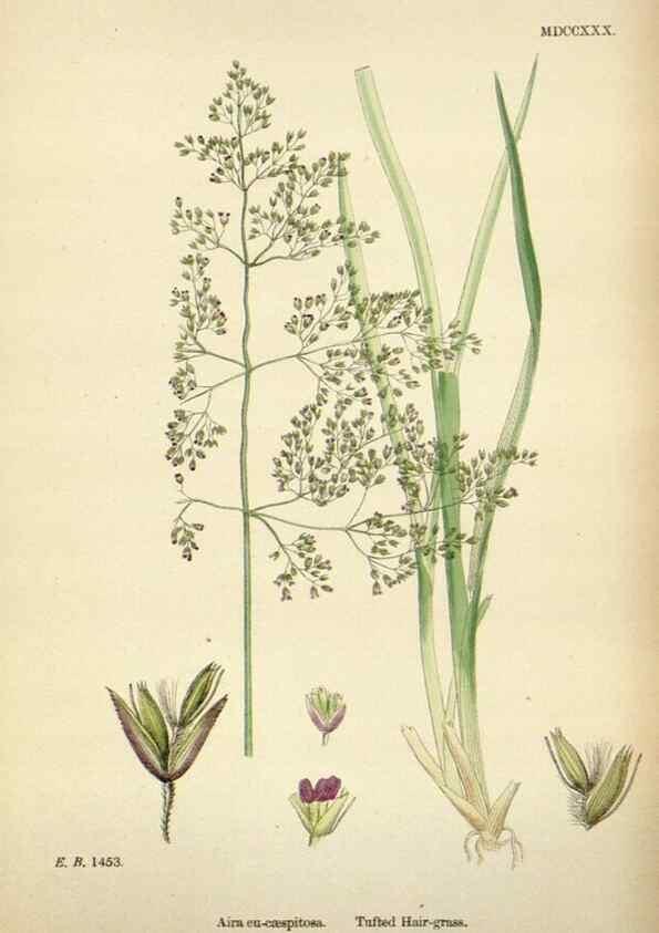 Reproducción/Reproduction 48750083208: English botany, or, Coloured figures of British plants /. London :R. Hardwicke,1863-1886.. 