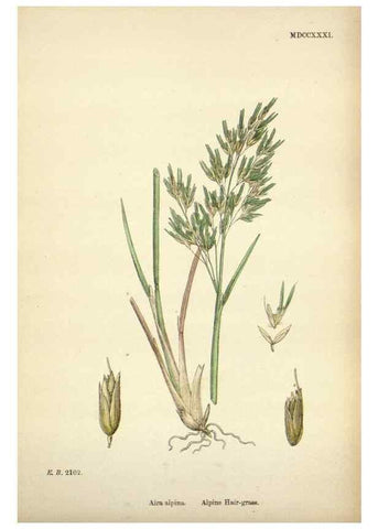 Reproducción/Reproduction 48750411171: English botany, or, Coloured figures of British plants /. London :R. Hardwicke,1863-1886.. 