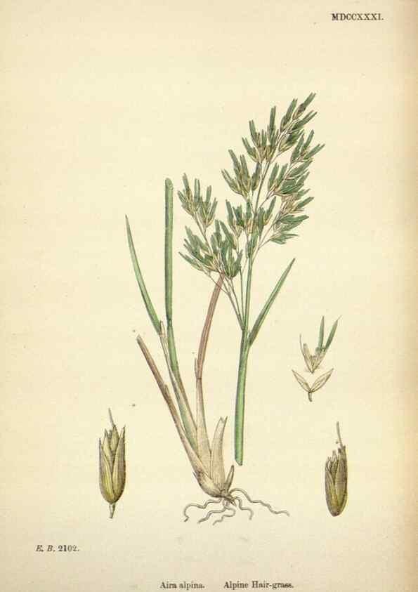 Reproducción/Reproduction 48750411171: English botany, or, Coloured figures of British plants /. London :R. Hardwicke,1863-1886.. 