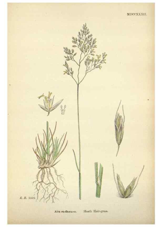 Reproducción/Reproduction 48750411596: English botany, or, Coloured figures of British plants /. London :R. Hardwicke,1863-1886.. 