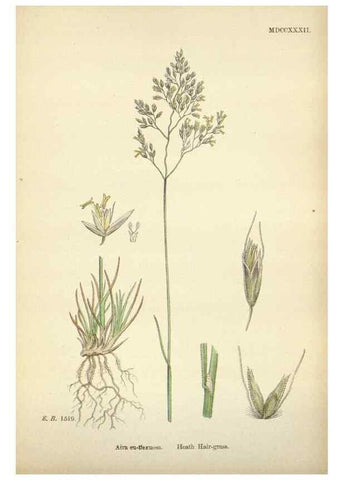 Reproducción/Reproduction 48750411596: English botany, or, Coloured figures of British plants /. London :R. Hardwicke,1863-1886.. 