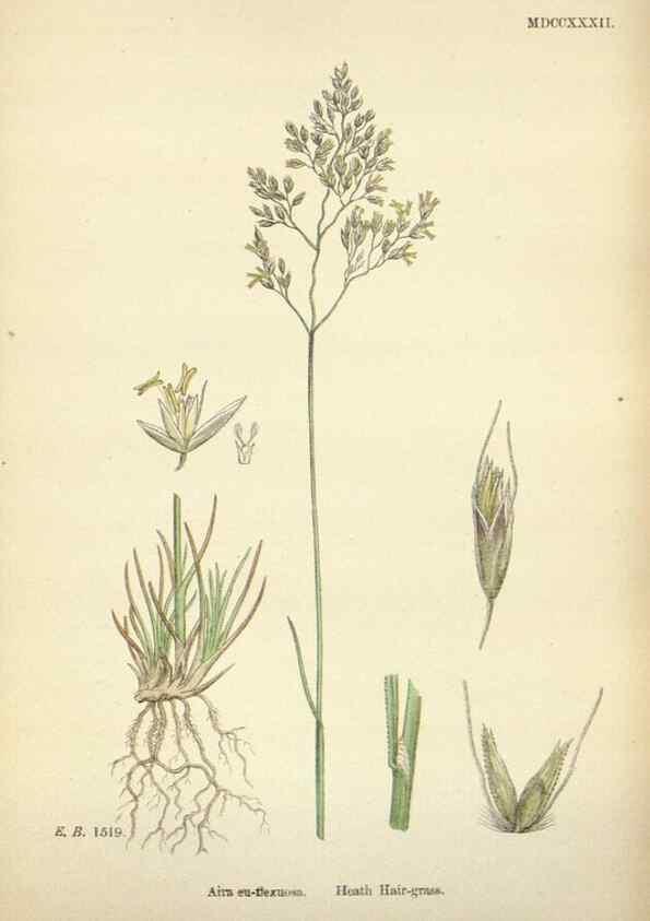Reproducción/Reproduction 48750411596: English botany, or, Coloured figures of British plants /. London :R. Hardwicke,1863-1886.. 