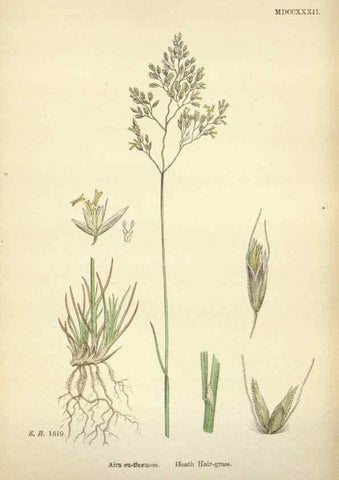 Reproducción/Reproduction 48750411596: English botany, or, Coloured figures of British plants /. London :R. Hardwicke,1863-1886.. 