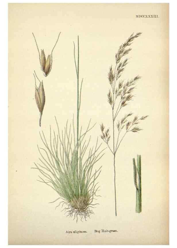 Reproducción/Reproduction 48750084418: English botany, or, Coloured figures of British plants /. London :R. Hardwicke,1863-1886.. 