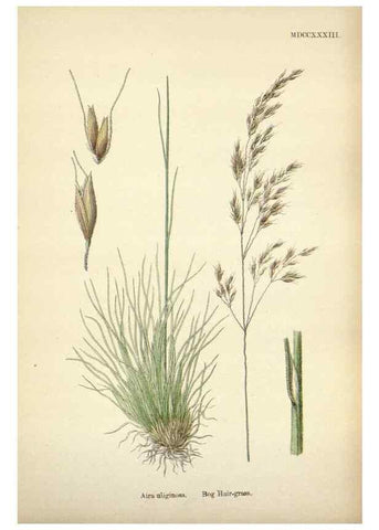 Reproducción/Reproduction 48750084418: English botany, or, Coloured figures of British plants /. London :R. Hardwicke,1863-1886.. 
