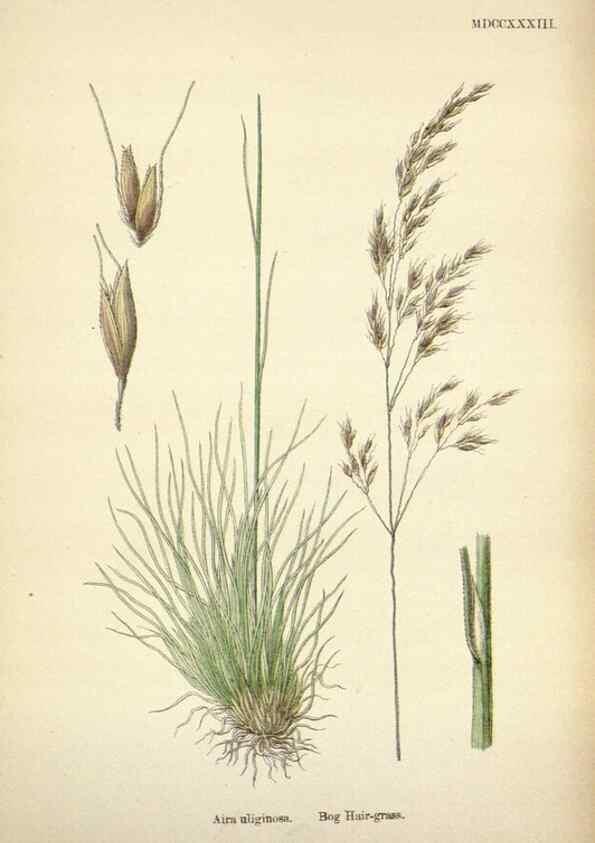 Reproducción/Reproduction 48750084418: English botany, or, Coloured figures of British plants /. London :R. Hardwicke,1863-1886.. 