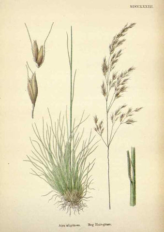 Reproducción/Reproduction 48750084418: English botany, or, Coloured figures of British plants /. London :R. Hardwicke,1863-1886.. 