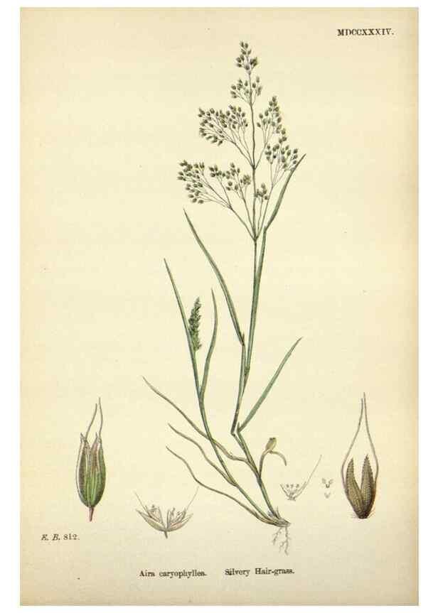 Reproducción/Reproduction 48750084883: English botany, or, Coloured figures of British plants /. London :R. Hardwicke,1863-1886.. 
