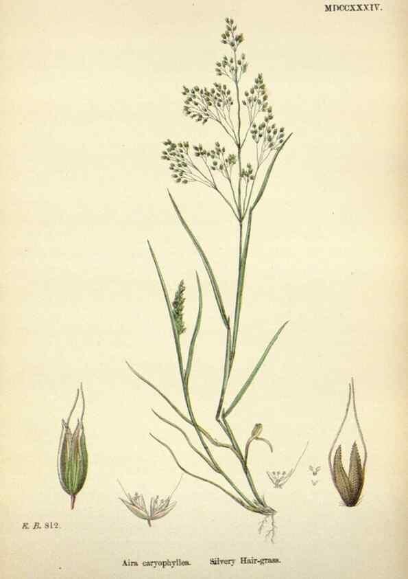 Reproducción/Reproduction 48750084883: English botany, or, Coloured figures of British plants /. London :R. Hardwicke,1863-1886.. 