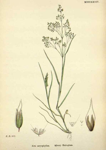 Reproducción/Reproduction 48750084883: English botany, or, Coloured figures of British plants /. London :R. Hardwicke,1863-1886.. 