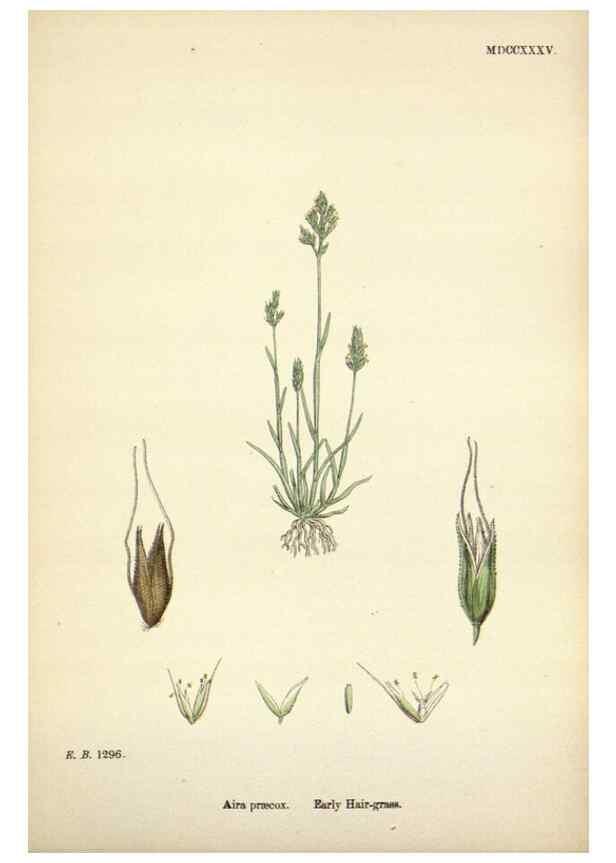 Reproducción/Reproduction 48750412586: English botany, or, Coloured figures of British plants /. London :R. Hardwicke,1863-1886.. 