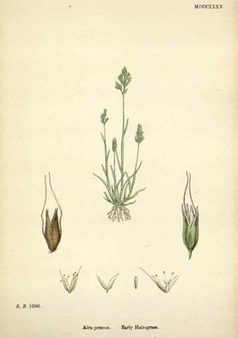 Reproducción/Reproduction 48750412586: English botany, or, Coloured figures of British plants /. London :R. Hardwicke,1863-1886.. 