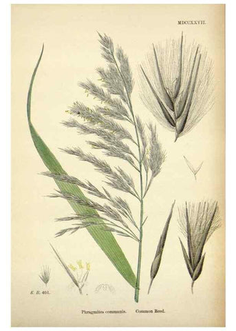 Reproducción/Reproduction 48750082213: English botany, or, Coloured figures of British plants /. London :R. Hardwicke,1863-1886.. 