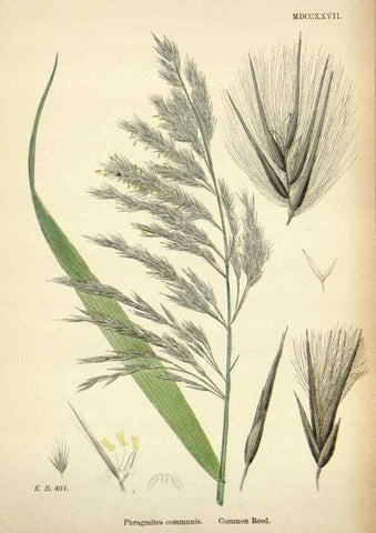 Reproducción/Reproduction 48750082213: English botany, or, Coloured figures of British plants /. London :R. Hardwicke,1863-1886.. 