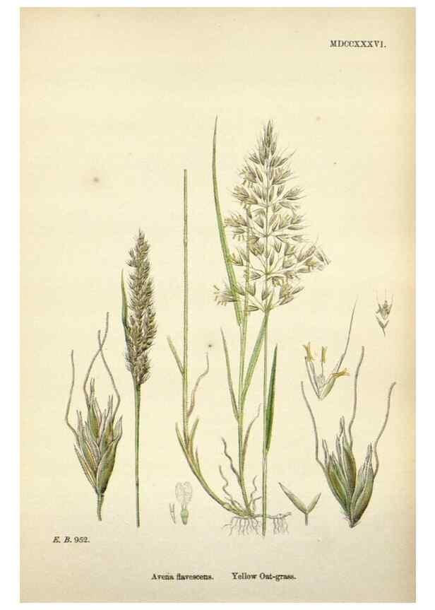 Reproducción/Reproduction 48750601067: English botany, or, Coloured figures of British plants /. London :R. Hardwicke,1863-1886.. 