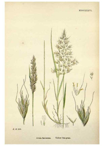 Reproducción/Reproduction 48750601067: English botany, or, Coloured figures of British plants /. London :R. Hardwicke,1863-1886.. 