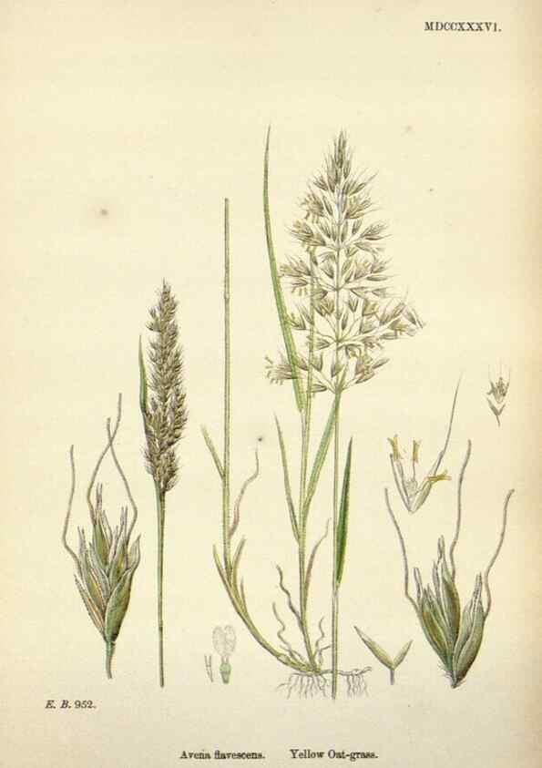 Reproducción/Reproduction 48750601067: English botany, or, Coloured figures of British plants /. London :R. Hardwicke,1863-1886.. 