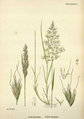 Reproducción/Reproduction 48750601067: English botany, or, Coloured figures of British plants /. London :R. Hardwicke,1863-1886.. 