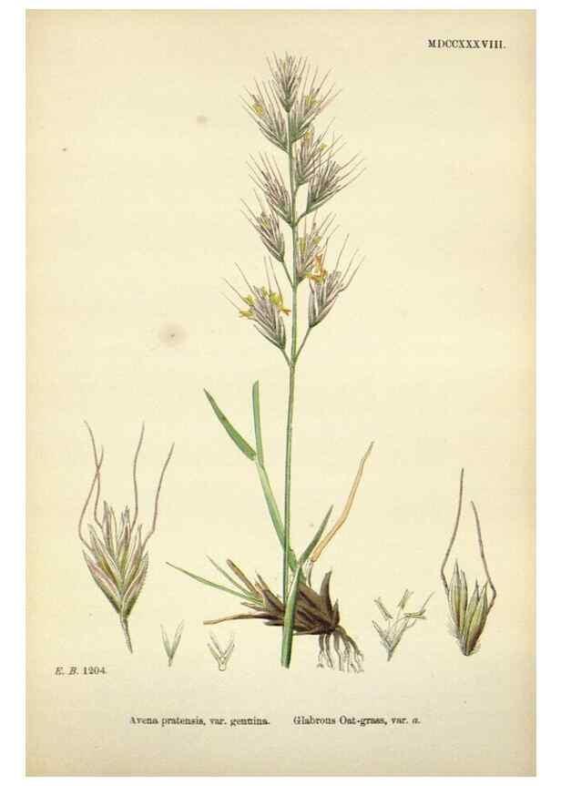 Reproducción/Reproduction 48750413951: English botany, or, Coloured figures of British plants /. London :R. Hardwicke,1863-1886.. 
