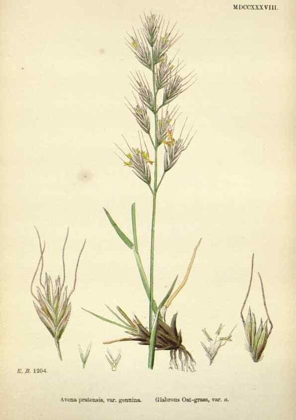 Reproducción/Reproduction 48750413951: English botany, or, Coloured figures of British plants /. London :R. Hardwicke,1863-1886.. 