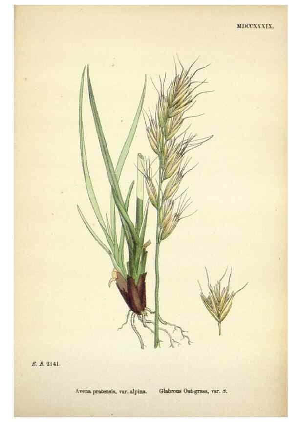Reproducción/Reproduction 48750086783: English botany, or, Coloured figures of British plants /. London :R. Hardwicke,1863-1886.. 