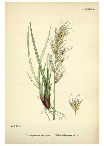 Reproducción/Reproduction 48750086783: English botany, or, Coloured figures of British plants /. London :R. Hardwicke,1863-1886.. 