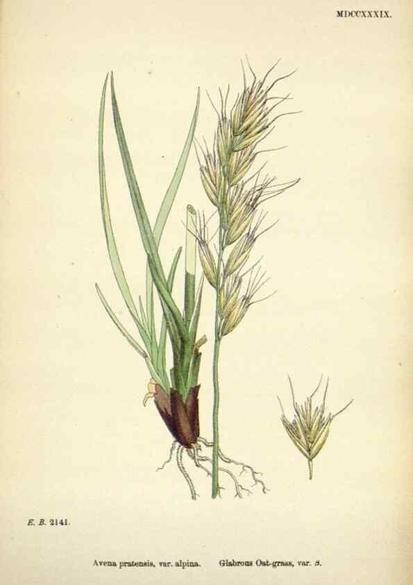 Reproducción/Reproduction 48750086783: English botany, or, Coloured figures of British plants /. London :R. Hardwicke,1863-1886.. 