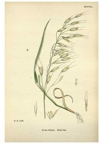 Reproducción/Reproduction 48750602712: English botany, or, Coloured figures of British plants /. London :R. Hardwicke,1863-1886.. 