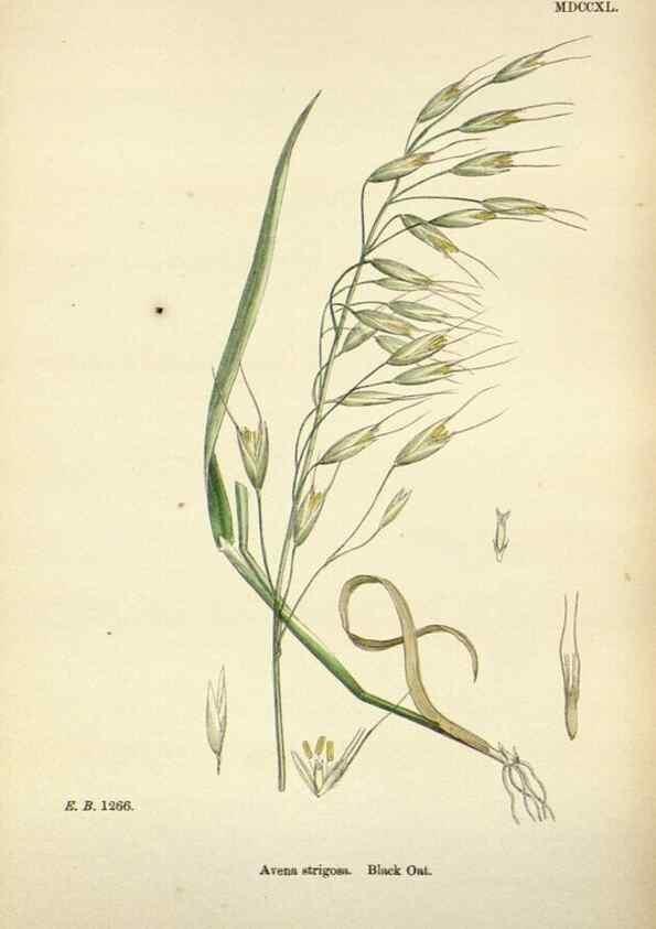 Reproducción/Reproduction 48750602712: English botany, or, Coloured figures of British plants /. London :R. Hardwicke,1863-1886.. 